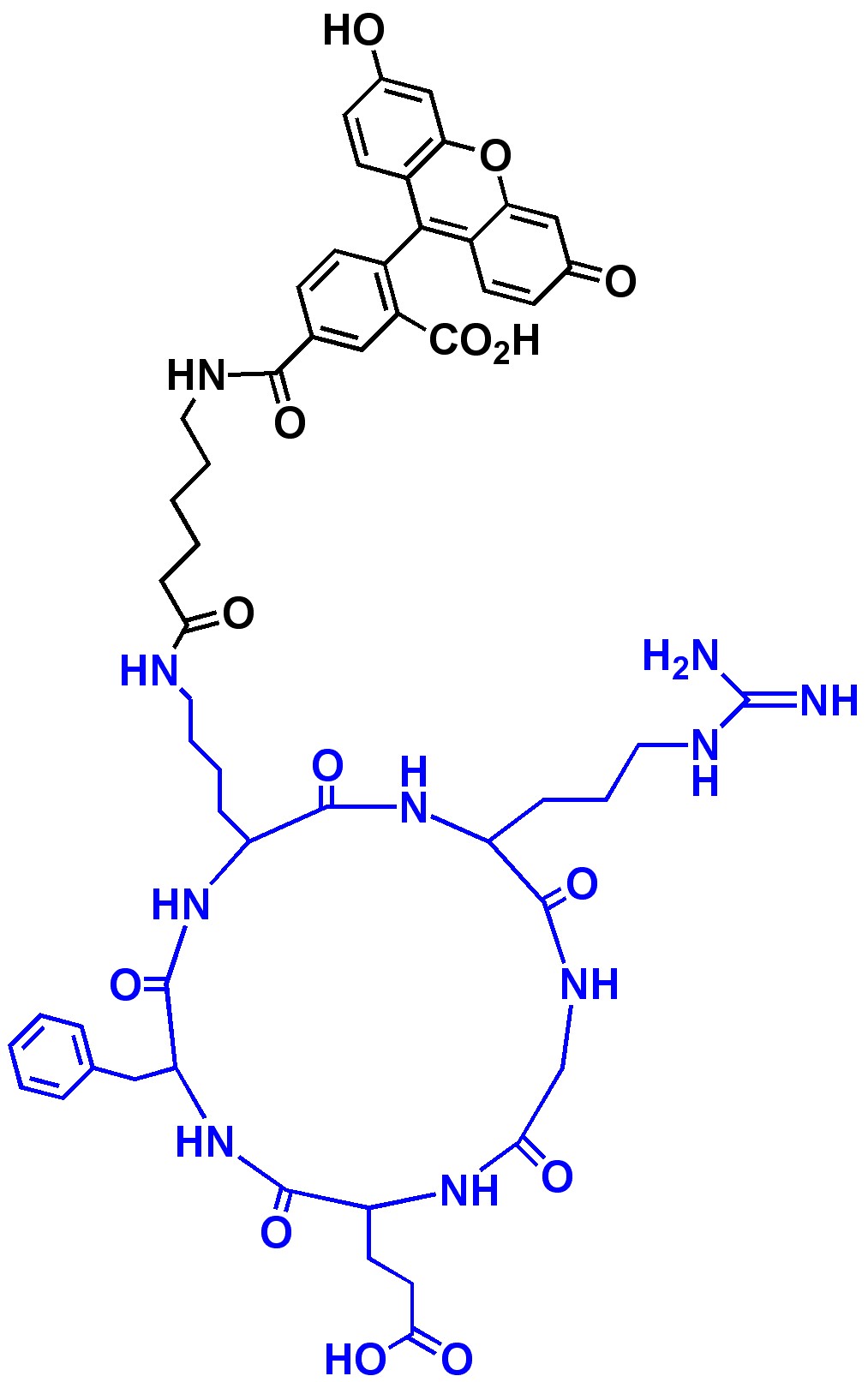 cRGD-LC-fluorescein